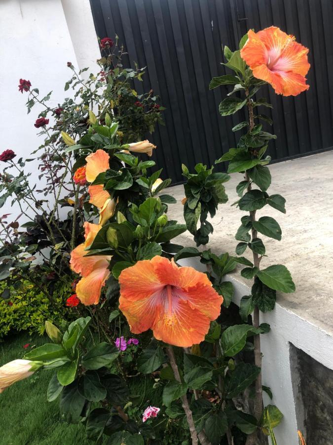 Hostel Las Palmas Vilcabamba Eksteriør billede